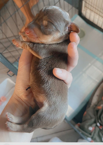 Miniature dachshund puppies for sale