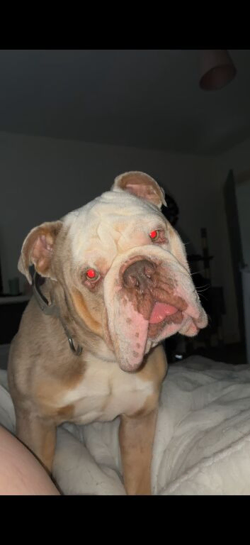 Olde tyme bulldog