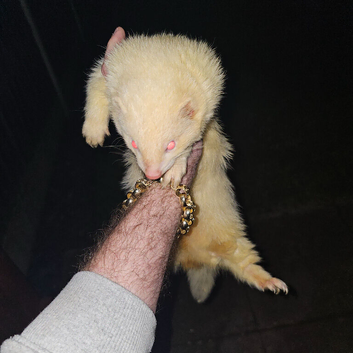 Up to stud only red eye albino