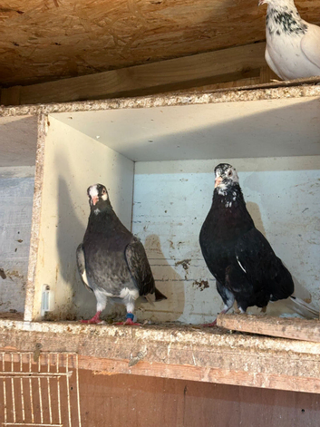 Breeding pair Birmingham roller