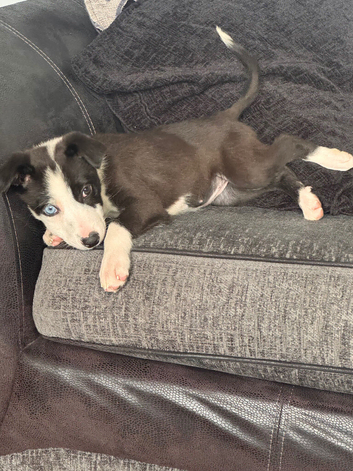 1 Collie pup