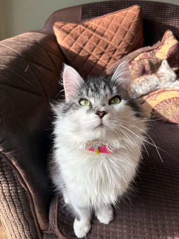 (READY NOW) 4 Beautiful Maine coons, are ready to go to their forever homes.