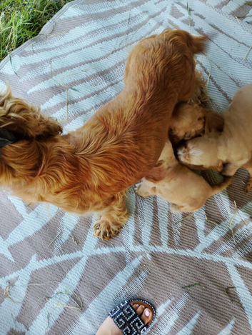 Cocker spaniel puppies