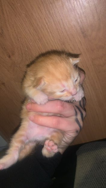 Kitten for sale