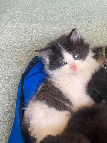 3 kittens looking for forever homes 1x super fluffy