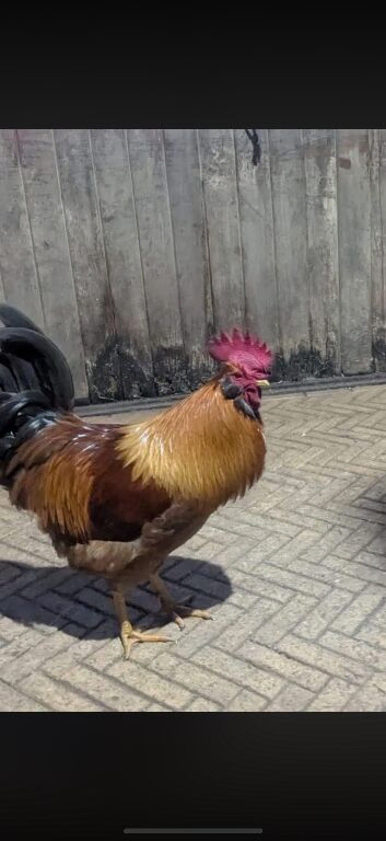 Young cockeral free to good homes ONLY