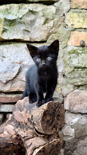 8 week old kittens ready for a new home