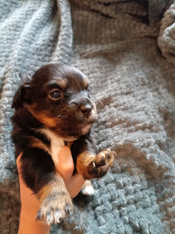 Puppies