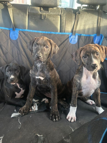 Beautiful Rhodesian Ridgeback x Bull Lurcher Puppies - Only 4 Left!