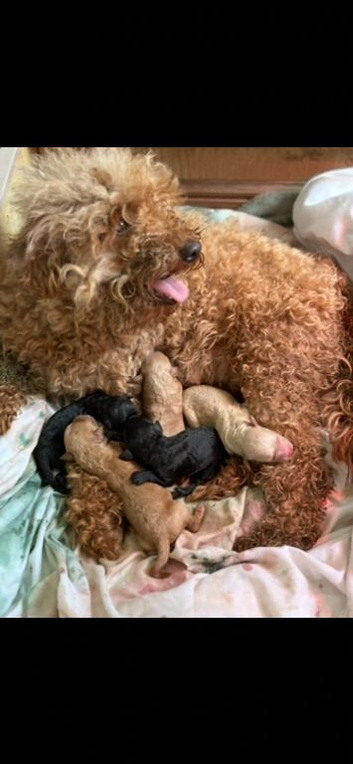 Miniature Poodle Puppies