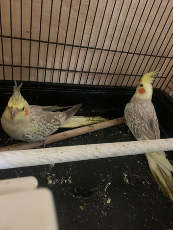 Pair of cockatiels