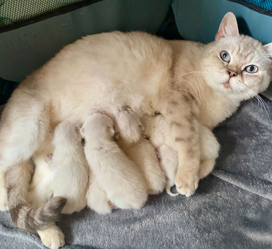 BEAUTIFUL PURE BRED BSH RARE SEAL LYNX KITTENS