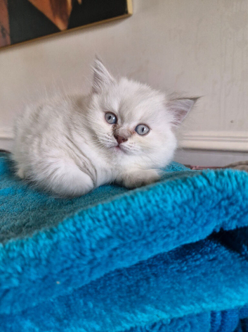 British short haired cross kitten for sale