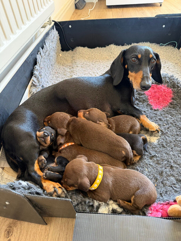 Gorgeous Dachshund puppies for sale