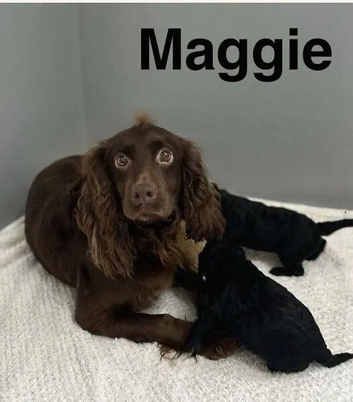 Gorgeous cockapoo puppies girls and boys available