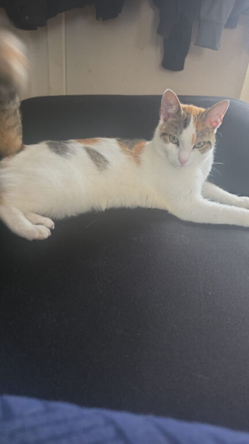 Please help us find our cat