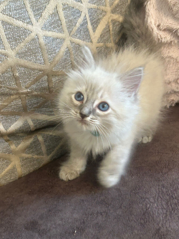 Pure Blue Point & Lynx Ragdoll Kittens 2 girls.  1 boy.  REDUCED)