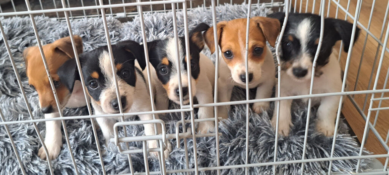 jack russell puppies
