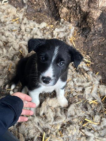 Border collie male puppy for sale