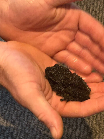 Vietnamese Mossy Frogs