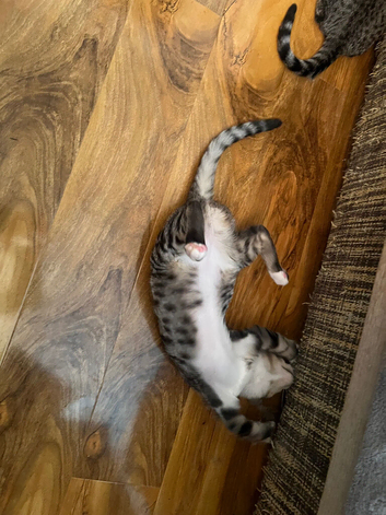 Three beautiful girls are looking for forever home