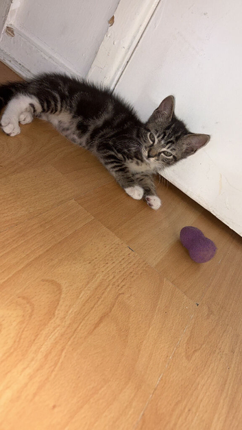 Kitten for sale