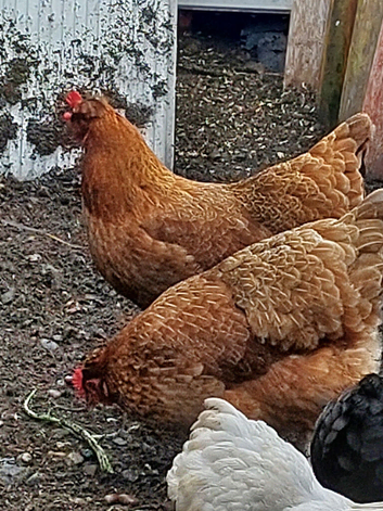 6 Autralaup hens 11 months old laying