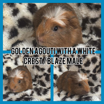 2 male baby guinea pigs ready now