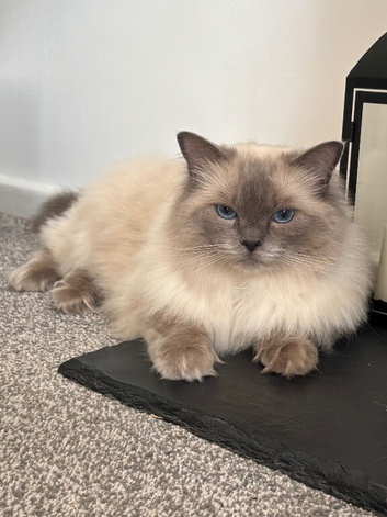 Beautiful 4yr old GCCF registered female Ragdoll
