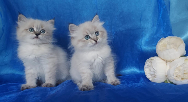 Siberian Kittens For Sale
