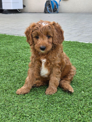 2 BOYS READY NOW Red F1b miniature goldendoodle