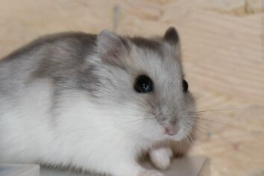 Dwarf male hamster