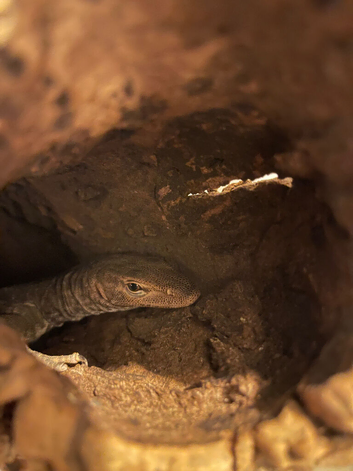 Varanus tristis tristis (black headed monitor)