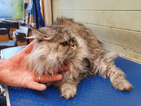 Cat Grooming and Cat Sitting Service