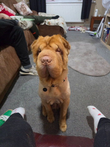 Teddy bear coat sharpei 3 years old
