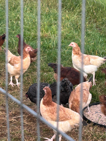 LF Wheaton Maran and cuckoo Maran pullets for sale