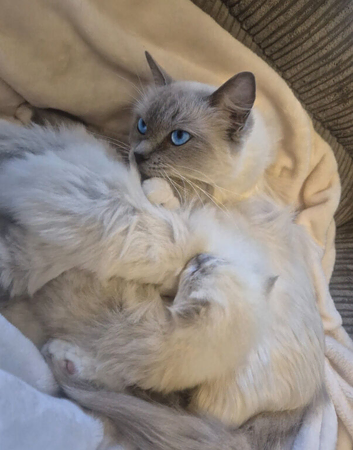 Ragdoll kitten