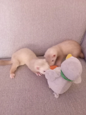 2 Baby ferrets