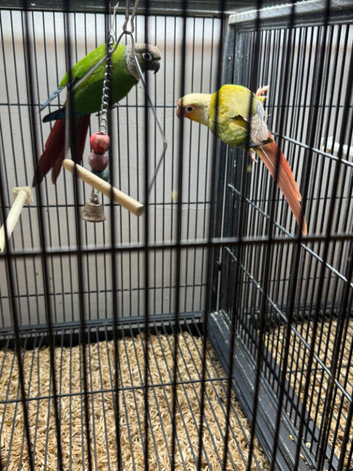 Conures