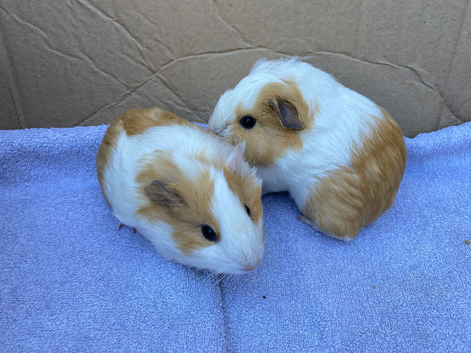 Young guinea pigs