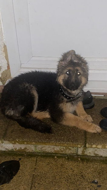 Female German shepherd long haired for sale