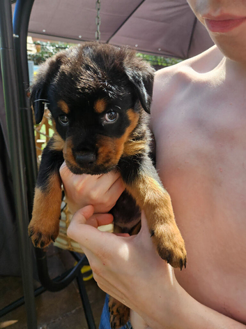 1 male  rottweiler puppy left ready to leave