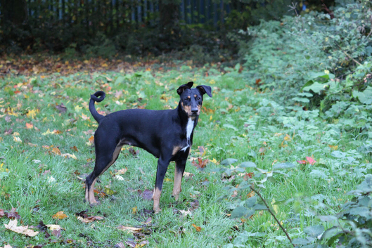 Doberman x collie