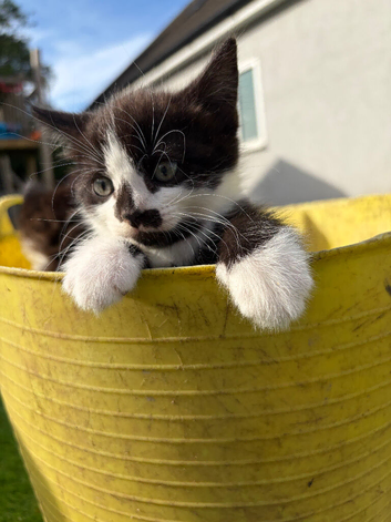 Beautiful playful kittens