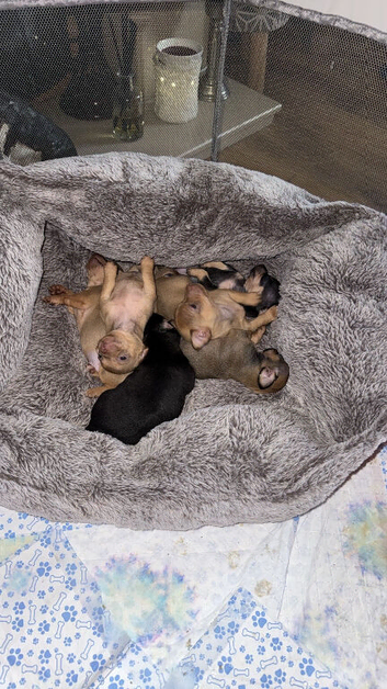 5 beautiful chihuahuas