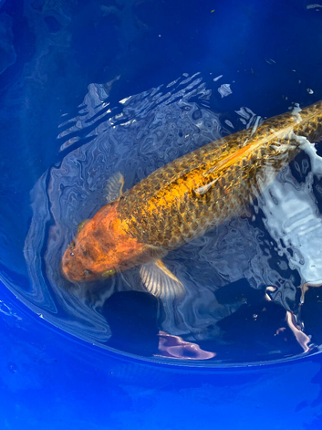 English koi / Ghost 45cm