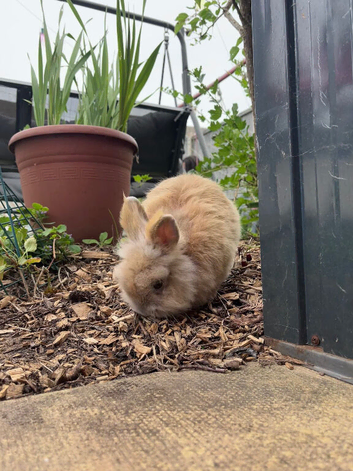 Dwarf Lionhead Boy