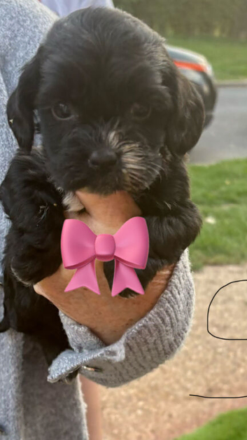 beautiful cock a tzu