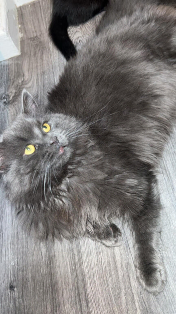 Mixed bsh longhair and bsh shorthair kitten