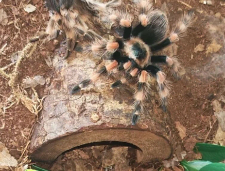 Female juvenile red knee